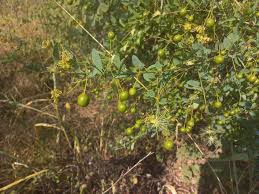 Image result for Maerua aethiopica