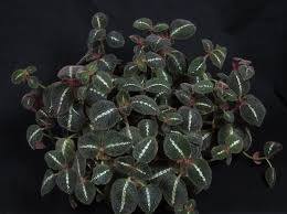 Soledad, spanish for solitude, often refers to maría de la soledad (our lady of solitude), a variant name of mary the mother of jesus in roman catholic tradition. Episcia Cupreata La Soledad Bronze Gesneriad Reference Web