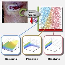 Mrsa is a staph germ (bacteria) that does not get better with the type of antibiotics that usually cure staph infections. Mathematical Model Helps Identify Determinants Of Persistent Mrsa Bacteremia