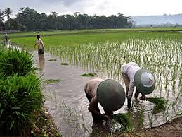 Terdapat 4 jenis sistem pertanian di malaysia, iaitu; Pertanian Dan Perkebunan Di Indonesia Wikipedia Bahasa Indonesia Ensiklopedia Bebas