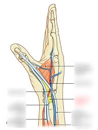 Radial Nerve And Anatomical Snuff Box Diagram Quizlet Exploring the shoulder programme online course: radial nerve and anatomical snuff box