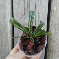 Image result for Aerangis kirkii