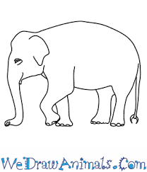 Did this summary help you. How To Draw An Asian Elephant