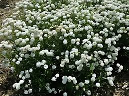 Image result for Aneilema petersii