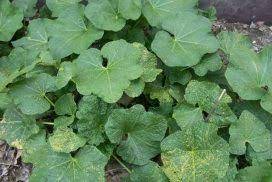 Flowers attract hummingbirds and butterflies. Ugly Scale On Hollyhocks Could Be Fungal Rust Indiana Yard And Garden Purdue Consumer Horticulturepurdue University Indiana Yard And Garden Purdue Consumer Horticulture