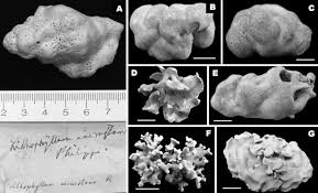 To give you a personalized attention you can visit us in: Sequencing Type Material Resolves The Identity And Distribution Of The Generitype Lithophyllum Incrustans And Related European Species L Hibernicum And L Bathyporum Corallinales Rhodophyta Hernandez Kantun 2015 Journal Of Phycology