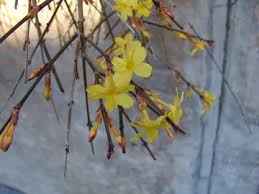 Image result for Jasminum nudiflorum