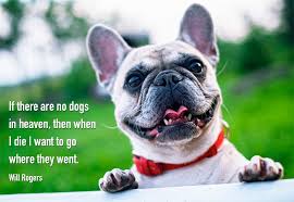 Love this pic's pictures can be used on facebook, tumblr, pinterest, twitter, and other websites. 70 Funny Dog Quotes And Sayings My Dog S Name