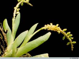 Image result for Oberonia