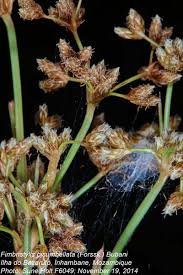 Image result for Fimbristylis bisumbellata