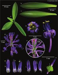 Image result for Ledebouria Unidentified sp. no4.