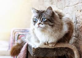 Tiffanie Kedisi Ve Ozellikleri Miyhav Com