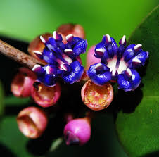 Image result for Memecylon sp. C