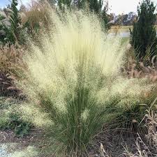 White Cloud Muhly Grass Muhlenbergia Capillaris White Cloud High Country Gardens