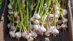 Da die ernte aus den frischen zehen deutlich. Knoblauch Anbauen Sorten Vorbereitung Pflanzung Haus Garten Profi
