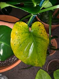 Not The Variegation I Want Please Help Monstera Leaves Turning Yellow With Dark Green Or Brown Spots Plantclinic