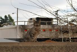 When appropriate, we will loan humane traps with instructions for the purpose of trapping, neutering and. Feral Cats On Your Property East County Animal Rescue