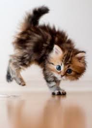 Cats Katzen Cute Kittens Kedi Komik Hayvanlar
