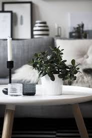 21 Best Coffee Table Plants To Grow Indoors Coffee Table Plants Cool Coffee Tables Coffee Table Centerpieces