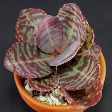 Image result for Kalanchoe humilis