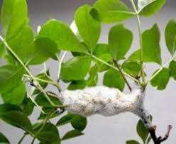 Image result for Philenoptera bussei