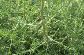Image result for Salsola kali