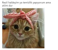 gokyuzu mm adli kullanicinin komik panosundaki pin komik hayvan kedi komik