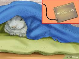 Spaying and neutering pets are incredibly common surgeries. 3 Ways To Get Rabbits Spayed Or Neutered Wikihow