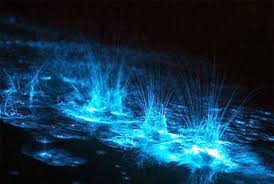 Bioluminescent Beach Puerto Rico Bioluminescent Bay Puerto Rico Bioluminescent Bays Are Puerto Rico S One Of A Kind Ecosystems Situated In Thre Bioluminescent Bay Vieques Beaches In The World