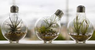 Ten Incredible Planters Created From Old Light Bulbs Recyclenation