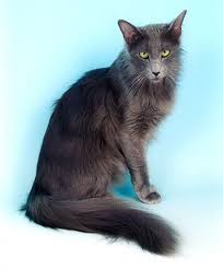 Maybe you would like to learn more about one of these? 16 Weird Cat Breeds You Ll Still Love I Discerning Cat