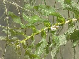 Image result for Potamogeton richardii