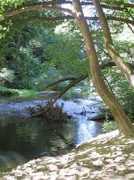 Henry cowell state park river. San Lorenzo River In Henry Cowell State Park Erika Flickr