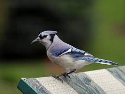 How To Attract Blue Jays A Guide To Blue Jay Birdhouses Birdhousesupply Com Blue Jay Animal Spirit Guides Blue Jay Bird