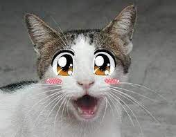 Lol Kawaii Kitteh Silly Cats Funny Cats Funny Cat Images