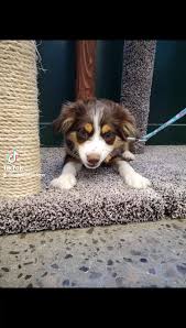 The first store is located in harborcreek on buffalo rd. Pet Supplies Plus West Erie Pa Home Facebook