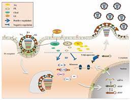 Maybe you would like to learn more about one of these? Pathogens Free Full Text The Role Of Lipid Metabolism In Influenza A Virus Infection Html