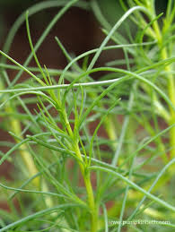 Image result for Salsola