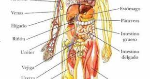 El esqueleto está constituido por 206 huesos, la mayoría de los cuales se encuentra en los pies y en las. Dia 162 Conclusion Sobre Los Juicios A Mi Cuerpo Fisico Cuerpo Humano Imagenes Cuerpo Humano Para Ninos Interior Del Cuerpo Humano