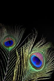 Check spelling or type a new query. Peacock Feather Wallpaper With Black Background Novocom Top