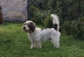 Image result for malý vendéeský hrubosrstý honič