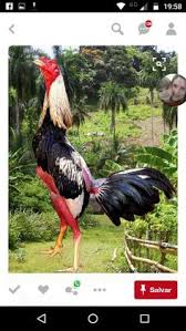 Find the newest ayam meme. Arsyad Arsyad Arsyadarsyad592 Profil Pinterest