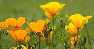 How To Grow California Poppy Your Questions Answered Gardening Channel