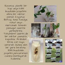 cimlendirme tohumlar nohut mercimek