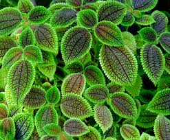 Image result for Pilea johnstonii