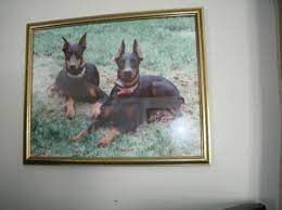 Check spelling or type a new query. Doberman Puppies For Sale In Rochester New York Classified Americanlisted Com