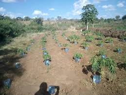 As the plant grows i can add more dirt around the stem. Makueni Farmer Adopts Bottle Drip Irrigation For His Pawpaws