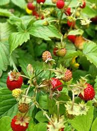 Learn to grow potentilla shrubs. How To Find And Use Alpine Strawberries From The Wild