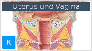Ein follikel enthält mehrere eizellen. Vagina Scheide Anatomie Aufbau Form Und Entwicklung Kenhub