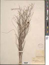 Image result for Phyllanthus pentandrus